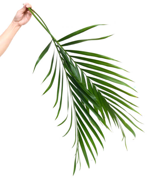 istock holding Green leaf of palm tree isolated on white background 995071794