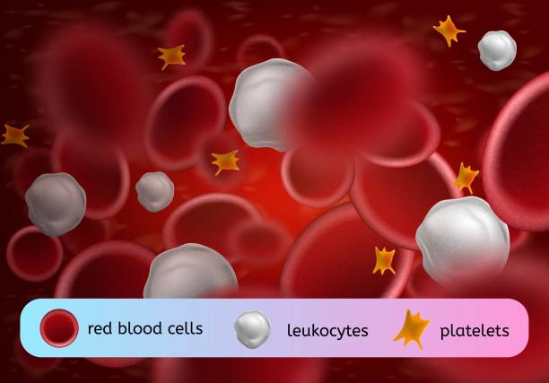 Blood Cells Types Realistic Vector Concept Various Components of Human Blood Circulating in Bloodstream Realistic Vector. Red Blood Cells Erythrocytes, White Blood Cells Leukocytes and Platelets or Thrombocytes Cells Magnified Illustration blood typing stock illustrations