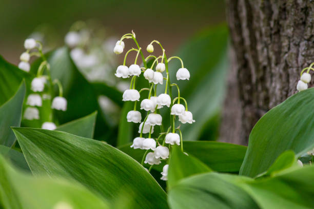 istock Lily of the valley (Convallaria majalis), blooming in the spring forest 995076610
