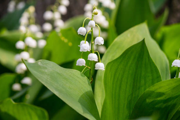 istock Lily of the valley (Convallaria majalis), blooming in the spring forest 995076618