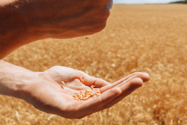 istock Hand close - up, pour from hand to hand wheat grains, harvest 995076802