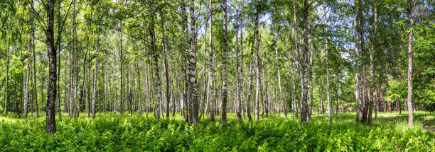 istock Birch grove on a sunny summer day 995078878