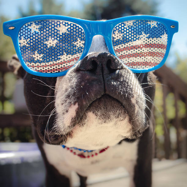 米国旗のめがねボストン テリア顔ショット - dog patriotism flag politics ストックフォトと画像