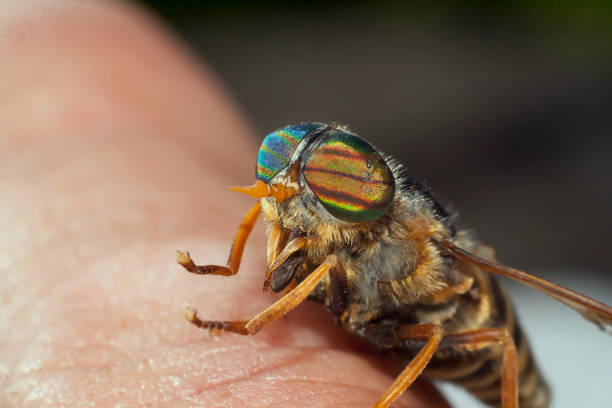 horsefly na rękę - horse fly zdjęcia i obrazy z banku zdjęć