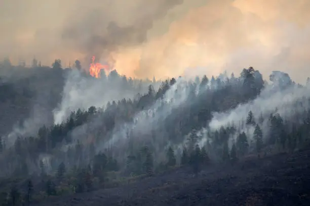 Lake Christine forest fire burns out of control on Basalt Mountain as wind blows it through the pine trees above Highway 82 in the town of Basalt in Eagle County Colorado on July, 2018.