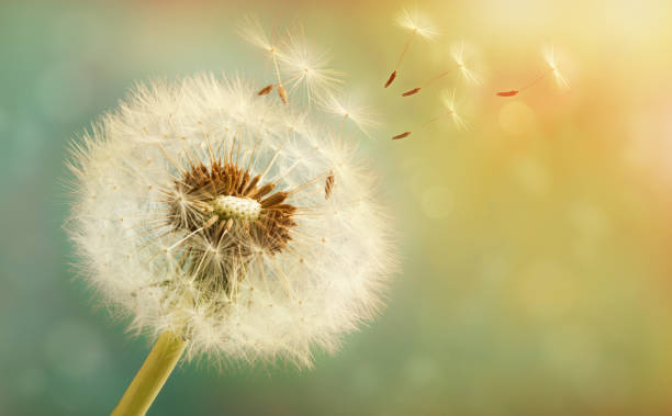 istock Dandelion with flying seeds on a beautiful luminous background with a bokeh 995109492