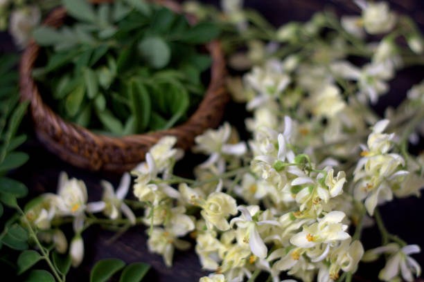 istock Moringa flowers are considered a delicacy in many places. 995122288