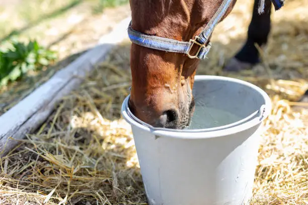 Beautiful brown thoroughbred horse drinking water from bucket. Thirst during hot summer day. Thirsty animal at farm.