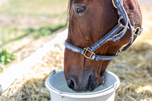 Beautiful brown thoroughbred horse drinking water from bucket. Thirst during hot summer day. Thirsty animal at farm.