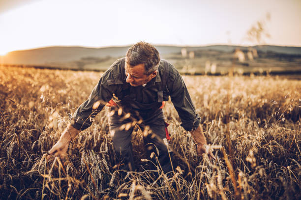 istock Matured farmer standing in the middle of his wheat field 995125002