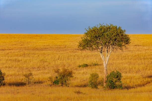 kenia, áfrica del este - un árbol de desierto sola fecha en el nacional de masai mara reserve tiro del globo de aire caliente - rule of third fotografías e imágenes de stock