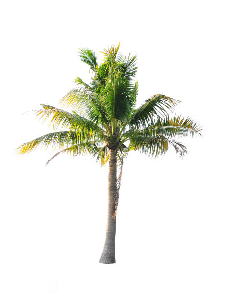 istock Tropical trees isolated on white background and clipping path 995127378