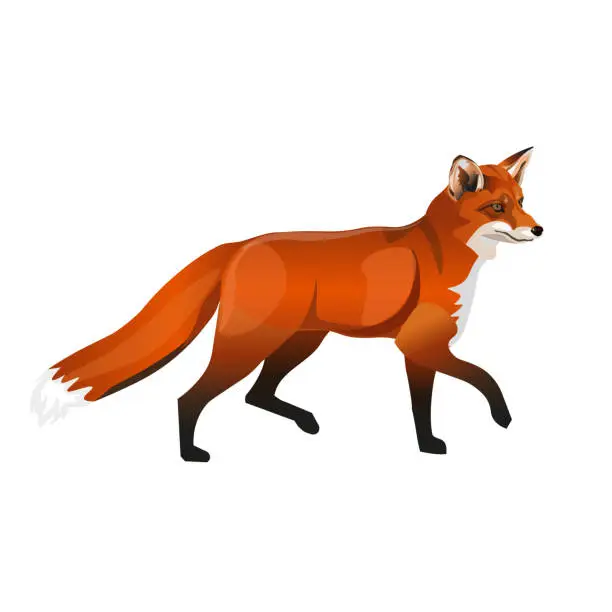 Vector illustration of Walking red fox