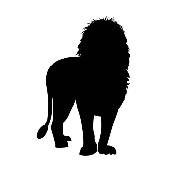 Silhouette of african lion Silhouette of african lion standing in front. Vector illustration isolated on the white background big cat stock illustrations
