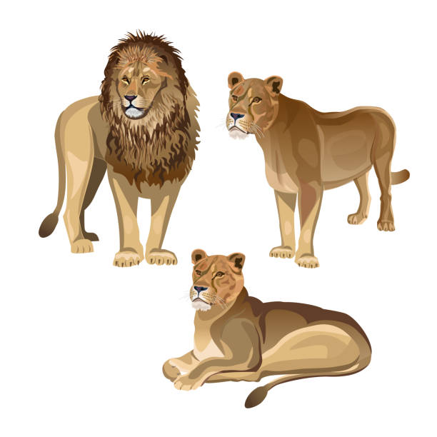 löwen mit zwei löwinnen - lioness stock-grafiken, -clipart, -cartoons und -symbole