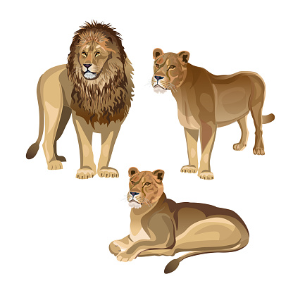 Lion with two lionesses. Vector illustration isolated on the white background