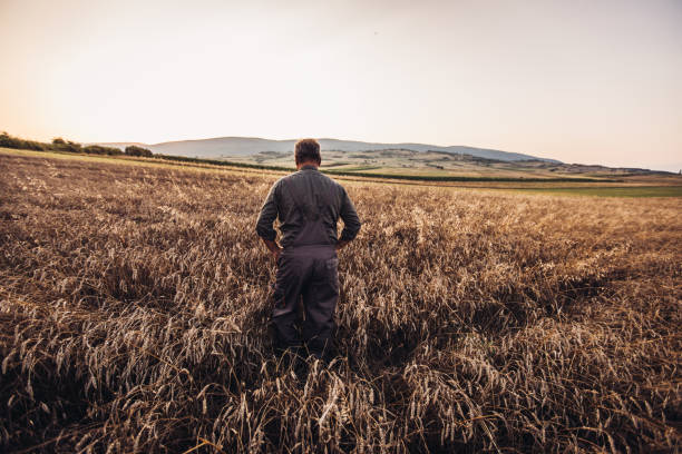 istock Matured farmer standing in the middle of his wheat field 995127780