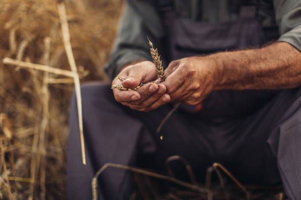 istock Farmer holding whole wheat crops 995133420