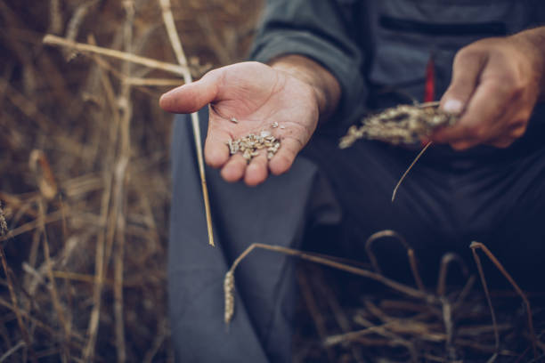 istock Farmer holding whole wheat crops 995133578