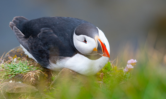 Atlantic Puffins Stock Photo Download Image Now Akureyri Animal Atlantic Puffins Stock Photo Download Image Now Akureyri Animal