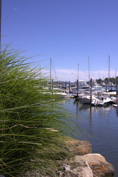 istock Sea Grass and Boats in Harbor 995135776