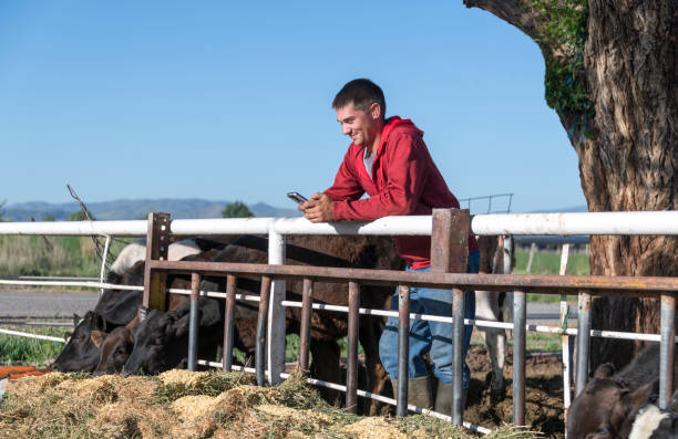 istock Young Farmer Leans on Fence and Smiles at Text Message While His Cows Eat 995146368