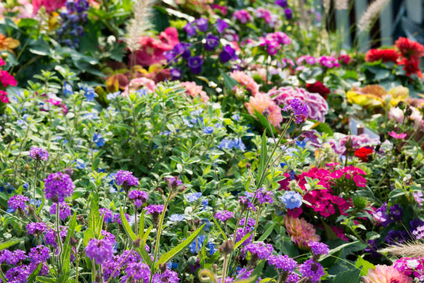 istock Purple flower background 995151590