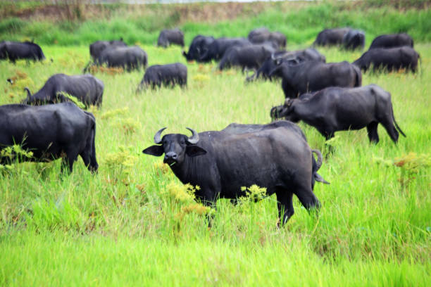 istock water buffalo eating fresh grass in a field 995151602