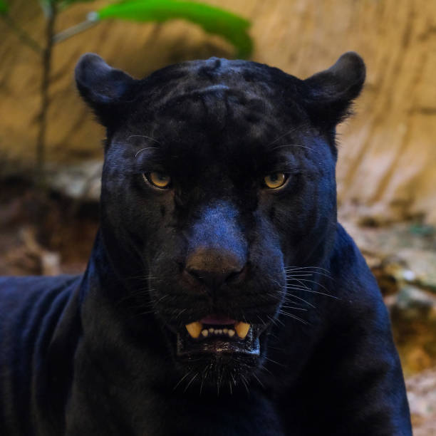 istock black panther shot close up 995155718