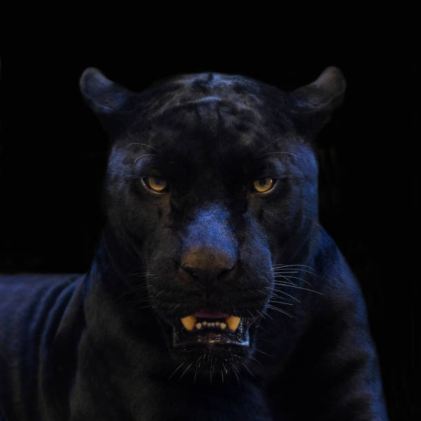 istock black panther shot close up with black background 995155738