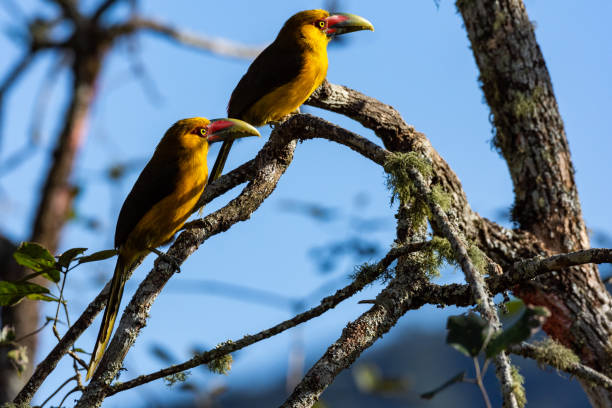 Saffron Toucanet couple