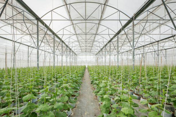 istock cucumber plant growing in greenhouse 995175520