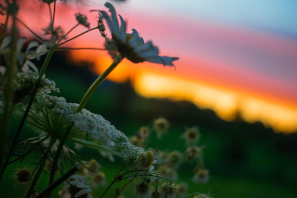 istock Flowers in the sunset 995179940