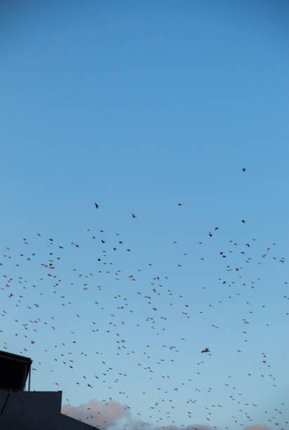 istock Flock of birds fly in  the sky 995188546