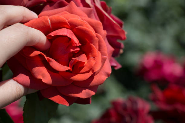 istock Beautiful fresh roses in close up view 995188584