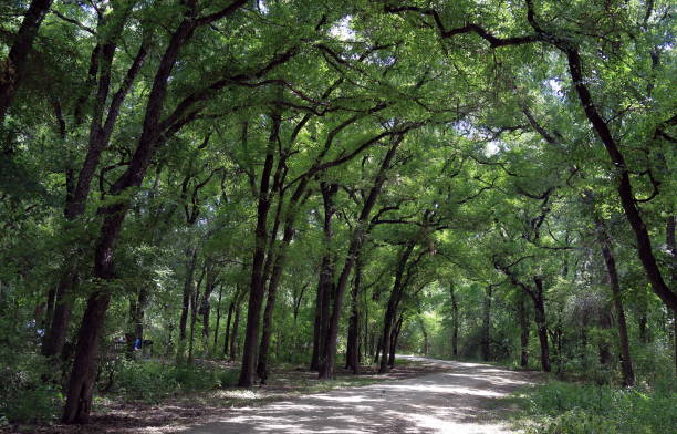 istock Scenic trail in Mayfield park 995199108