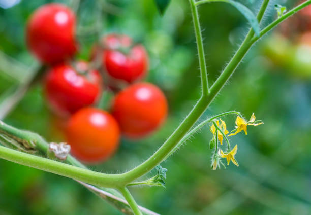 Tomatoes growing in greenhouse, Close up, Antalya, Turkey