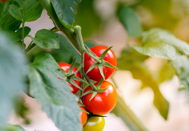 Tomatoes growing in greenhouse, Close up, Antalya, Turkey