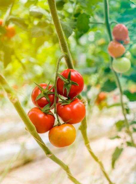 istock Tomatoes growing in greenhouse 995203610