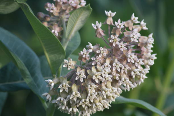 istock Close up of a white Flower 995203736