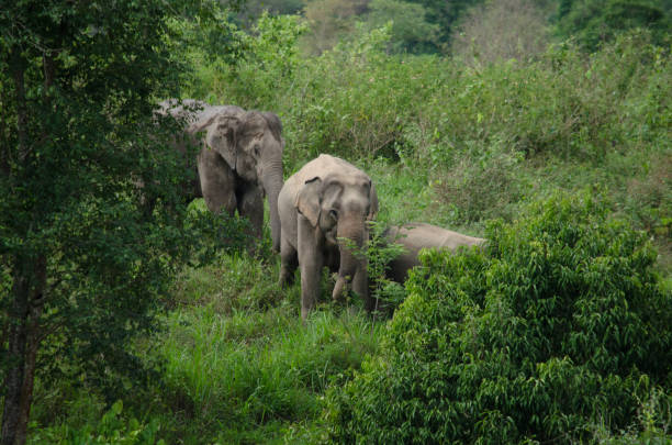istock Asiatic Elephant is big five animal in asia 995208690