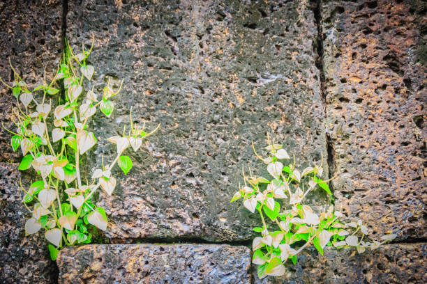 Laterite stone wall with grass and moss growth forming beautiful textured on the surface for background. Old laterite bricks texture with green grass and fresh moss.