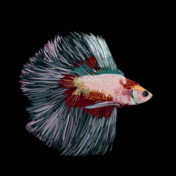 ilustrações, clipart, desenhos animados e ícones de betta splendens, o peixe-lutador-siamês, sobre fundo preto. - siamese fighting fish fish black background animal