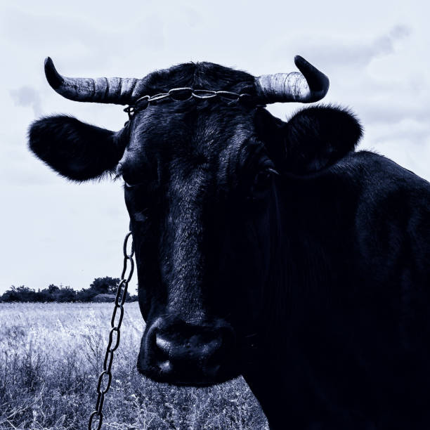head of a cow close-up.