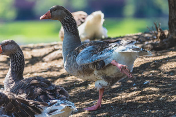 istock Ducks and Geese in the Park 995228754