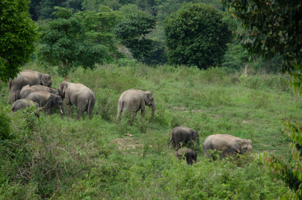 istock Asiatic Elephant is big five animal in asia 995233496