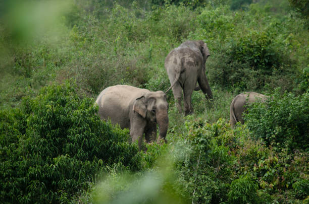 istock Asiatic Elephant is big five animal in asia 995236338