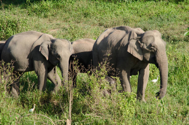 istock Asiatic Elephant is big five animal in asia 995239018