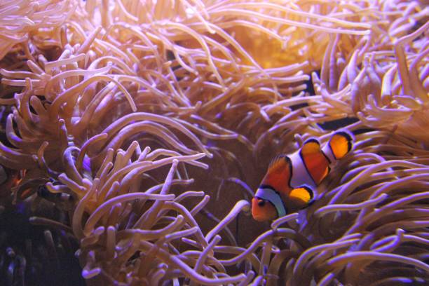 istock Clownfish make their homes near sea anemones, which protect them from predators. 995239122