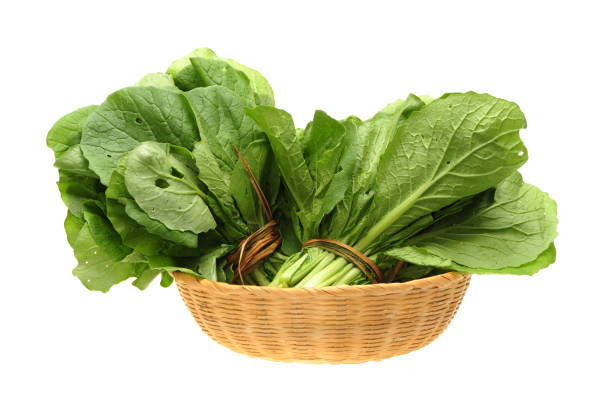 istock Organic Pak_Choi （small Chinese cabbage） on white background 995241558